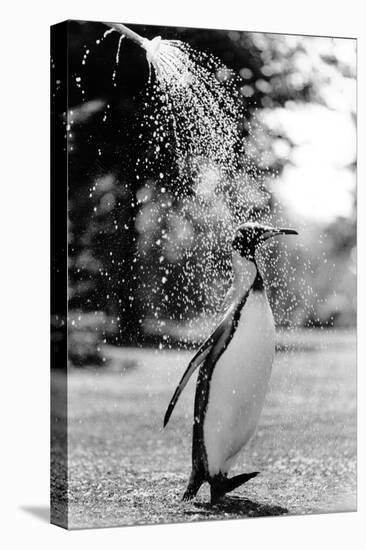 King Penguin Takes a Shower-Associated Newspapers-Stretched Canvas