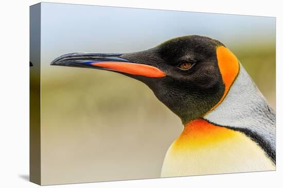 King Penguin, Volunteer Point, East Island, Falkland Islands, Aptenodytes patagonicus-Adam Jones-Premier Image Canvas