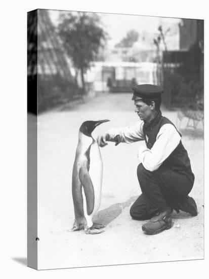 King Penguin, with Keeper Harry Munro, 1914-Frederick William Bond-Premier Image Canvas