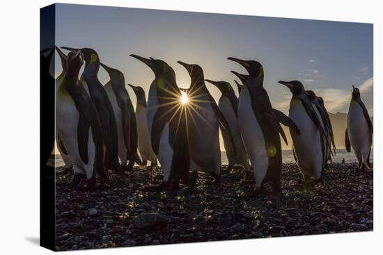 King Penguins (Aptenodytes Patagonicus) at Sunrise, in St. Andrews Bay, South Georgia-Michael Nolan-Premier Image Canvas