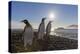 King Penguins (Aptenodytes Patagonicus) at Sunrise, in St. Andrews Bay, South Georgia-Michael Nolan-Premier Image Canvas