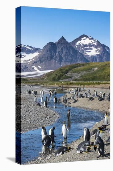 King penguins (Aptenodytes patagonicus) in beautiful scenery, Salisbury Plain, South Georgia, Antar-Michael Runkel-Premier Image Canvas