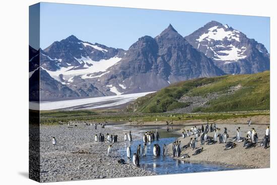 King penguins (Aptenodytes patagonicus) in beautiful scenery, Salisbury Plain, South Georgia, Antar-Michael Runkel-Premier Image Canvas