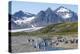 King penguins (Aptenodytes patagonicus) in beautiful scenery, Salisbury Plain, South Georgia, Antar-Michael Runkel-Premier Image Canvas