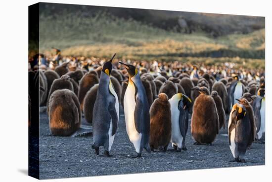 King Penguins (Aptenodytes Patagonicus) in Early Morning Light at Gold Harbor, South Georgia-Michael Nolan-Premier Image Canvas
