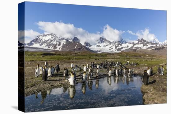 King Penguins (Aptenodytes Patagonicus) in Early Morning Light at St. Andrews Bay, South Georgia-Michael Nolan-Premier Image Canvas
