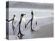 King Penguins (Aptenodytes Patagonicus), Salisbury Plain, South Georgia, Antarctic, Polar Regions-Thorsten Milse-Premier Image Canvas