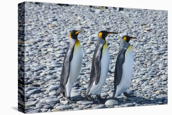 King penguins (Aptenodytes patagonicus), Salisbury Plain, South Georgia, Antarctica, Polar Regions-Michael Runkel-Premier Image Canvas