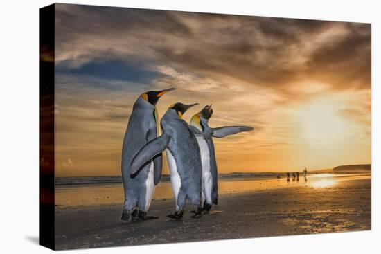 King penguins at sunrise, Falklands Islands-Wim van den Heever-Premier Image Canvas