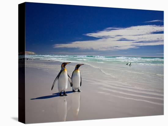 King Penguins At Volunteer Point On The Falkland Islands-Neale Cousland-Premier Image Canvas