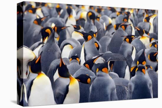 King Penguins Colony. Many Birds Together, on Falkland Islands. Wildlife Scene from Nature. Animal-Ondrej Prosicky-Premier Image Canvas