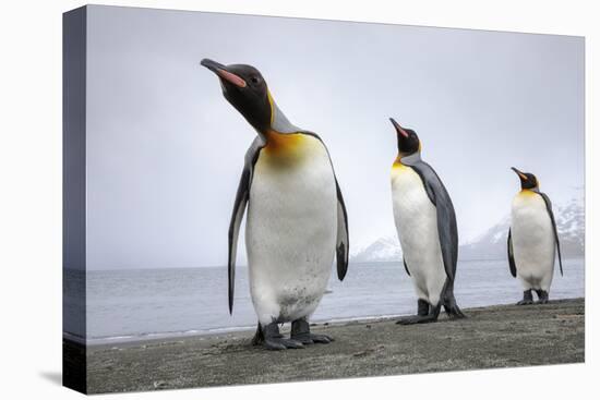 King penguins group, St. Andrews Bay, South Georgia-Alex Hyde-Premier Image Canvas
