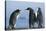 King Penguins on Rocky Beach-DLILLC-Premier Image Canvas