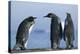 King Penguins on Rocky Beach-DLILLC-Premier Image Canvas