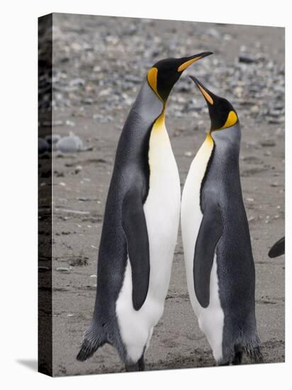 King Penguins, St. Andrews Bay, South Georgia, South Atlantic-Robert Harding-Premier Image Canvas