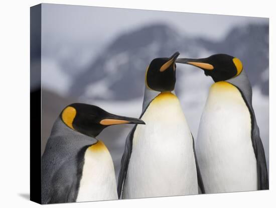 King Penguins, St. Andrews Bay, South Georgia, South Atlantic-Robert Harding-Premier Image Canvas