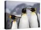 King Penguins, St. Andrews Bay, South Georgia, South Atlantic-Robert Harding-Premier Image Canvas