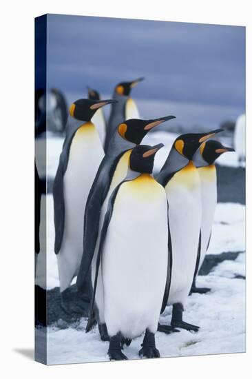 King Penguins Standing in Snow-DLILLC-Premier Image Canvas