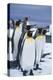 King Penguins Standing in Snow-DLILLC-Premier Image Canvas