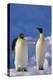 King Penguins-DLILLC-Premier Image Canvas