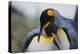 King Penguins-DLILLC-Premier Image Canvas