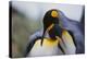 King Penguins-DLILLC-Premier Image Canvas
