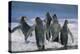 King Penguins-DLILLC-Premier Image Canvas