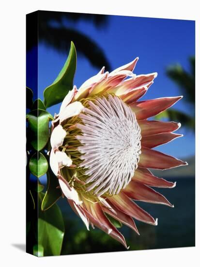 King Protea on Maui-Darrell Gulin-Premier Image Canvas