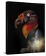 King Vulture-Sarcoramphus Papa-Ferdinando Valverde-Stretched Canvas