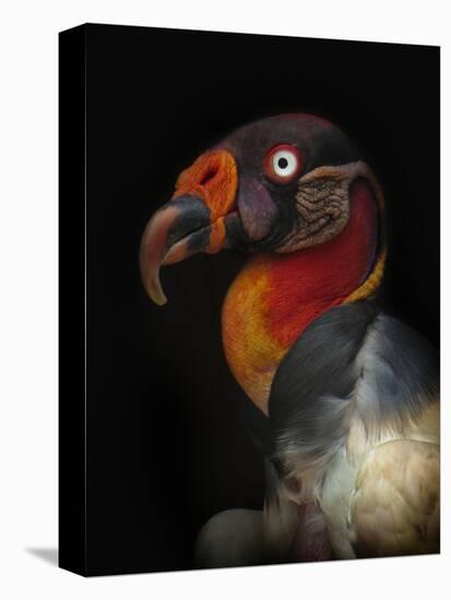 King Vulture-Sarcoramphus Papa-Ferdinando Valverde-Premier Image Canvas