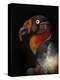 King Vulture-Sarcoramphus Papa-Ferdinando Valverde-Premier Image Canvas