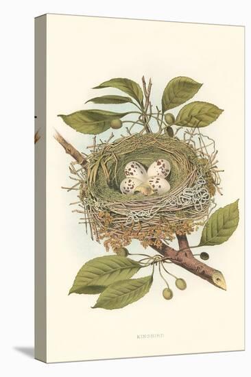 Kingbird Nest and Eggs-null-Stretched Canvas