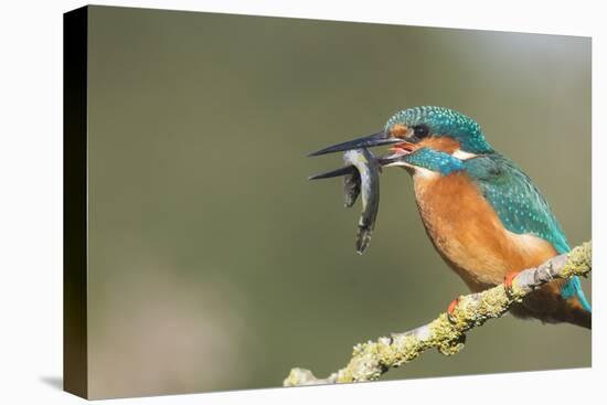 Kingfisher (Alcedo Atthis), Yorkshire, England, United Kingdom, Europe-David and Louis Gibbon-Premier Image Canvas