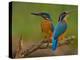 Kingfisher (Alcedo Atthis)-Stefan Benfer-Premier Image Canvas