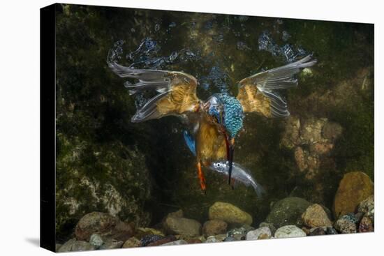 Kingfisher Hunting a Fish Underwater-ClickAlps-Premier Image Canvas