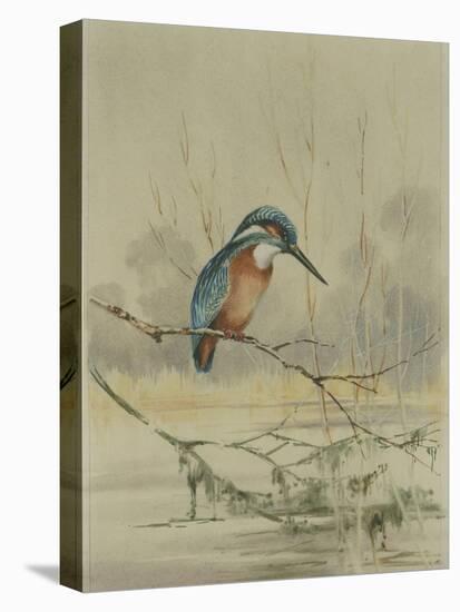 Kingfisher, Illustration from 'A History of British Birds' by William Yarrell, c.1905-10-Edward Adrian Wilson-Premier Image Canvas