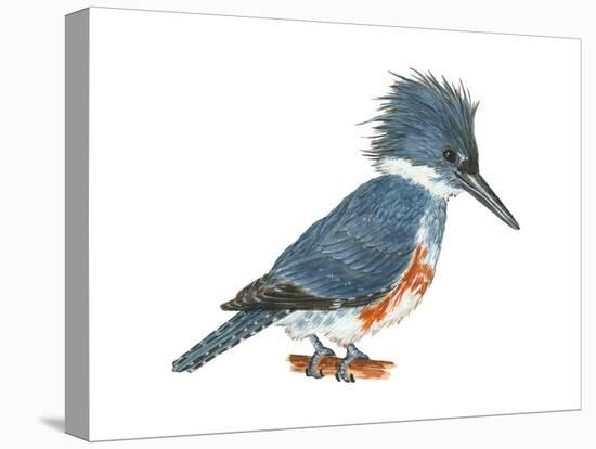 Kingfisher (Megaceryle Alcyon), Birds-Encyclopaedia Britannica-Stretched Canvas