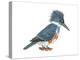 Kingfisher (Megaceryle Alcyon), Birds-Encyclopaedia Britannica-Stretched Canvas