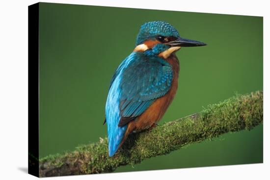 Kingfisher Perched on Branch-null-Premier Image Canvas