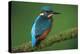 Kingfisher Perched on Branch-null-Premier Image Canvas