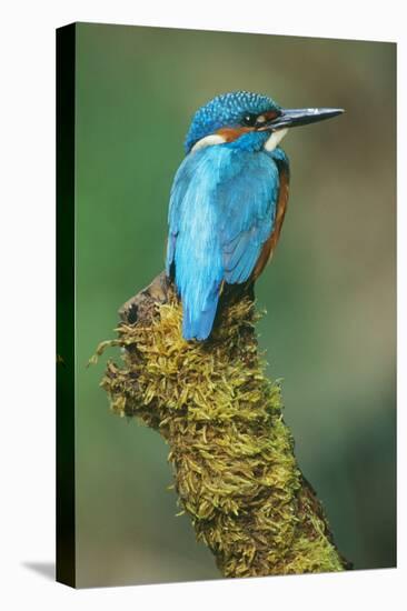 Kingfisher Perched on Moss Covered Tree Stump-null-Premier Image Canvas