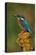 Kingfisher Perched on Moss Covered Tree Stump-null-Premier Image Canvas