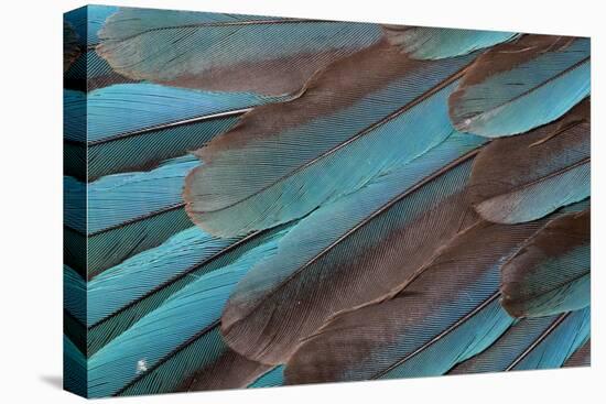 Kingfisher Wing Feathers-Darrell Gulin-Premier Image Canvas