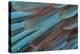 Kingfisher Wing Feathers-Darrell Gulin-Premier Image Canvas