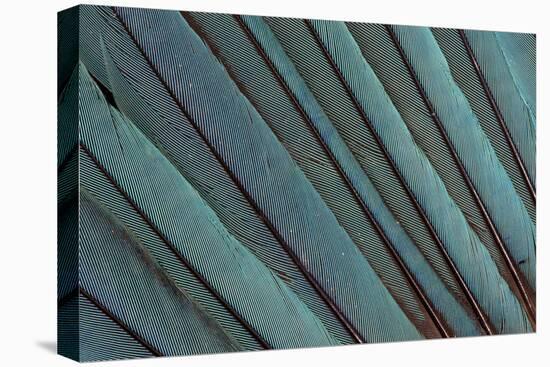 Kingfisher Wing Feathers-Darrell Gulin-Premier Image Canvas