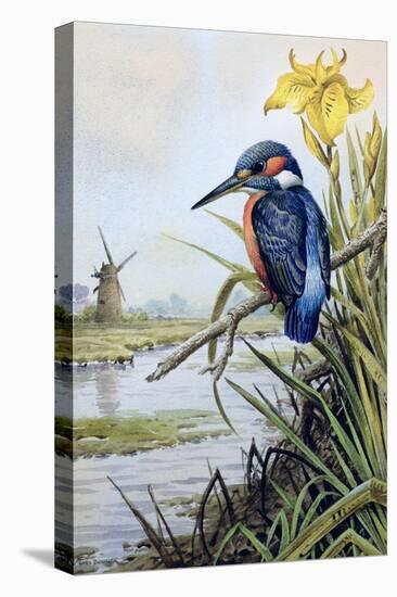 Kingfisher with Flag Iris and Windmill-Carl Donner-Premier Image Canvas