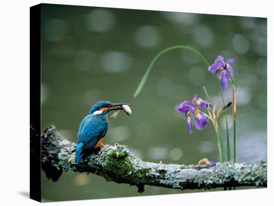 Kingfisher-null-Premier Image Canvas