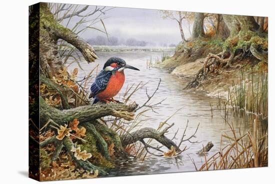 Kingfisher-Carl Donner-Premier Image Canvas