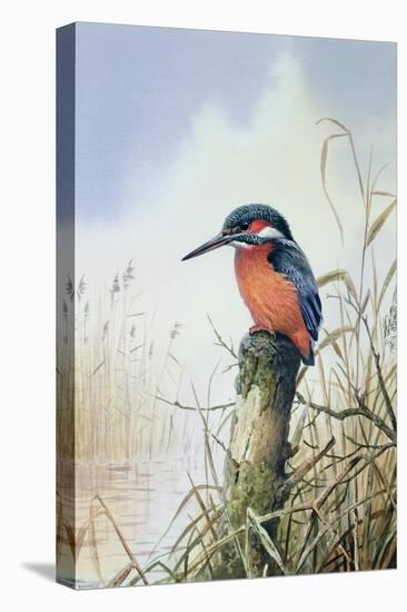 Kingfisher-Carl Donner-Premier Image Canvas