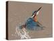 Kingfisher-Sarah Stribbling-Stretched Canvas